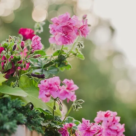 Dworek Pani Walewska 3* Gdansk